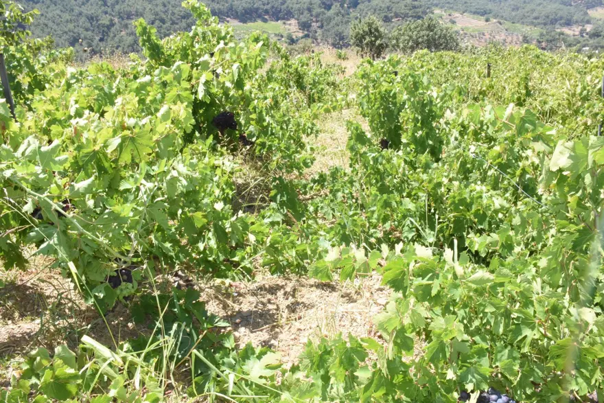 Aroması yüksek, büyük taneli ve susuz yetişiyor! Coğrafi işaretli, 20 gün erken hasat edilecek 1