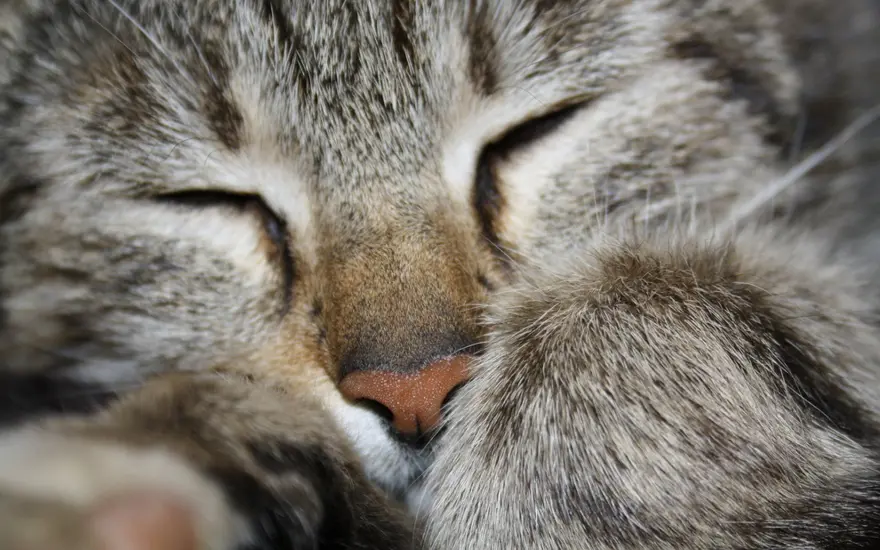 İnternetin yeni fenomenleri 53