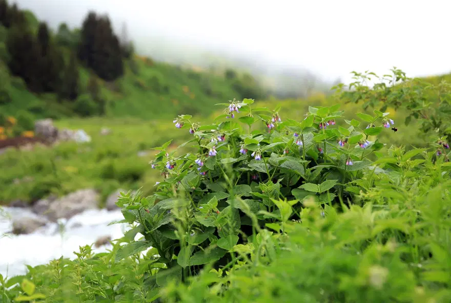 elevit yaylası, doğu karadeniz yaylaları, rize yaylaları, en güzel yaylalar 10