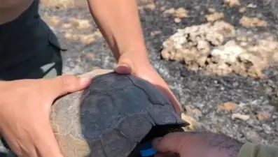 Mardin'de yangın: İtfaiye ekipleri kaplumbağalara su verdi