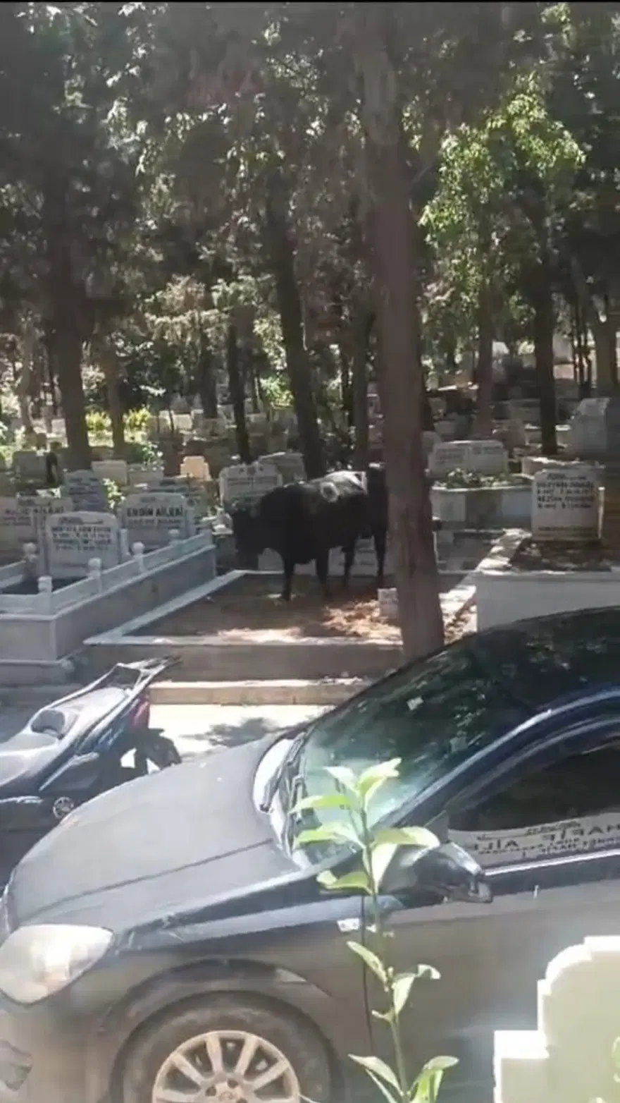 İstanbul’da boğa mezarlığa daldı: 2 yaralı 2