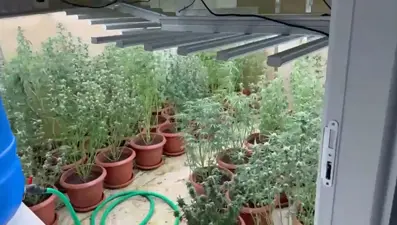 Villada kenevir bahçesi