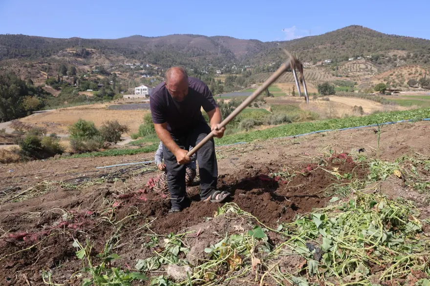 Kilosu 35 TL'ye satılıyor: Şifa deposu besinin hasadı başladı 4 Kilosu 35 TL'ye satılıyor: Şifa deposu besinin hasadı başladı 4