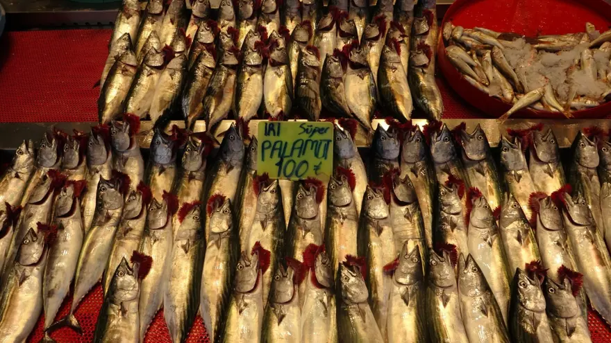 Av yasağı bitti, palamutun fiyatı düştü 8