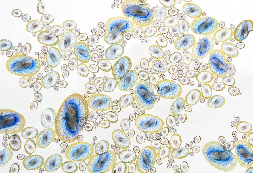 2017 BigPicture Vahşi Yaşam Fotoğraf Yarışması'nın kazananları belli oldu 9