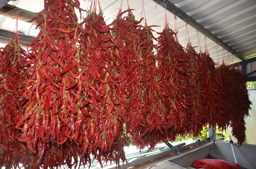 Ona "kırmızı altın" da deniyor: 160 yıldır aynı tohumdan  üretiyorlar 1