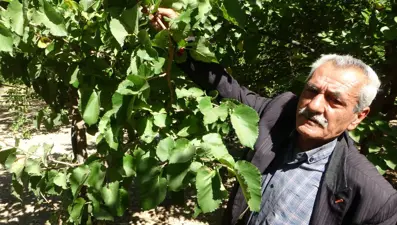 Kayısıya alternatif olarak yetiştirildi: 500 TL'den alıcı buluyor