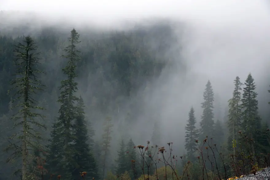 Ilgaz Dağı'nda sis etkili oldu 2