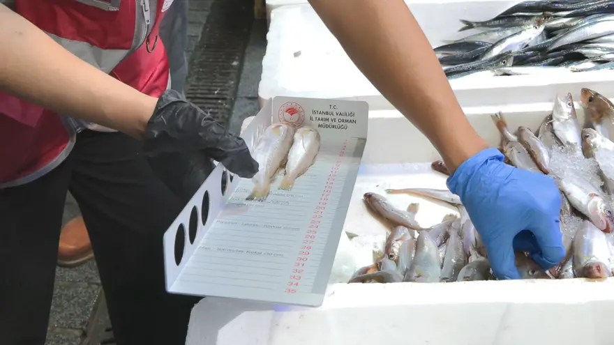 İstanbul’da balık boyu denetimi | “Bu sene istavrittesıkıntı görüyoruz” 