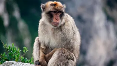 Hayvanlar üzerinde deney yapan tesisten 43 maymun kaçtı