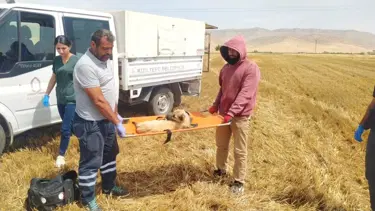 Mardin'de feci olay: Biçerdöverin altında kalan köpeğin 3 ayağı koptu