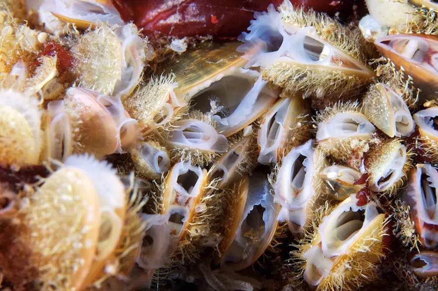 Beyaz Deniz'in harikaları 113