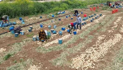 Soğan hasadı başladı, fiyatı düştü