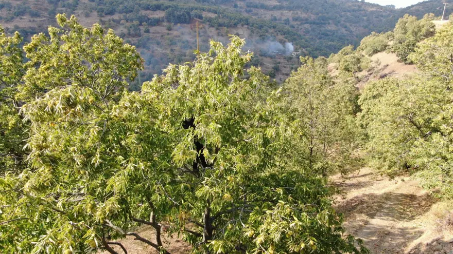60-70 metre yükseklikten toplanan karbonhidrat ve protein deposu: Fiyatı iyi, işçi bulunmuyor 1 60-70 metre yükseklikten toplanan karbonhidrat ve protein deposu: Fiyatı iyi, işçi bulunmuyor 1