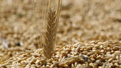 2025 buğday - arpa fiyatları: TMO ekmeklik, makarnalık buğday ve arpa fiyatı ne kadar?