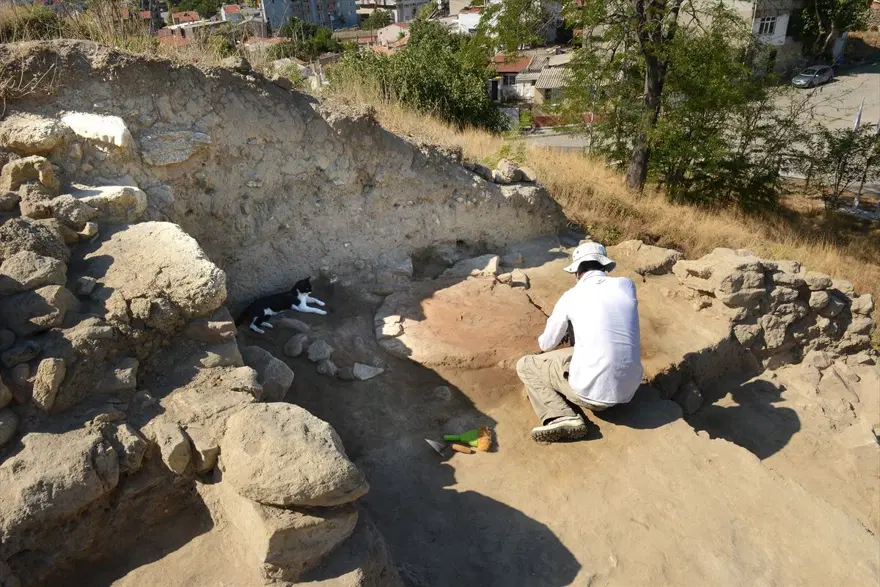 Kazı alanından çıkartılıp hayata döndürülen kedi: Mokali 12
