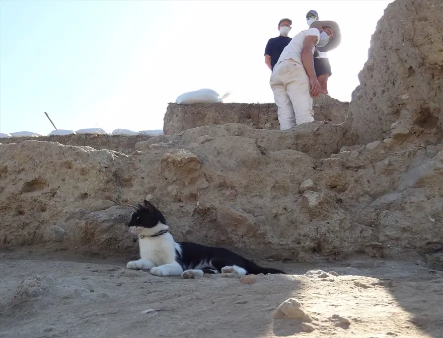 Kazı alanından çıkartılıp hayata döndürülen kedi: Mokali 8