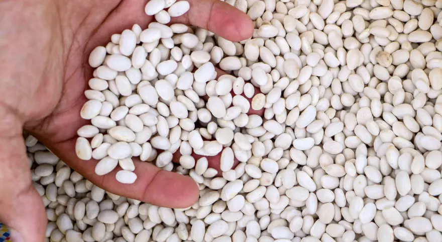 Yok olma tehlikesi yaşayan "Çandır fasulyesi"nin üretimi 15 kat arttı 