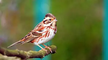 Türkiye'de nadir görülen Ak kaşlı kiraz kuşu Zonguldak'ta fotoğraflandı