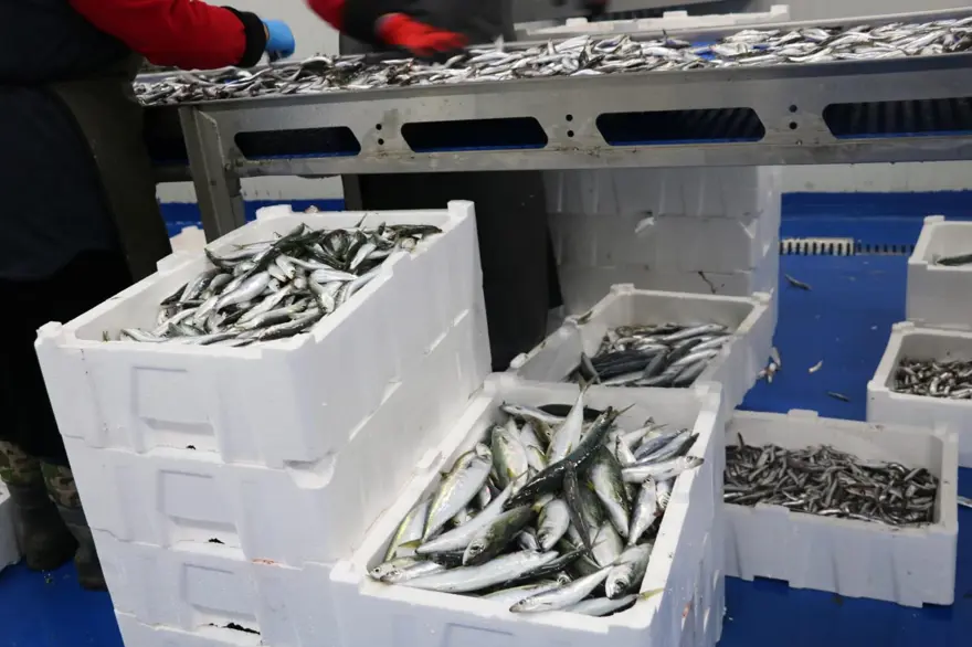 Tezgahlarda fırtına etkisi: Balık fiyatlarına yansıdı 5 Tezgahlarda fırtına etkisi: Balık fiyatlarına yansıdı 5