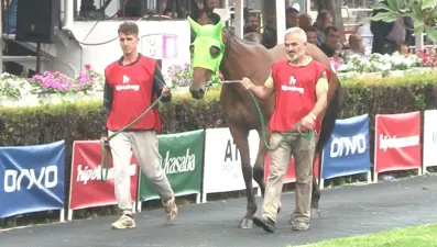 Kendilerinden önce fiyatları koştu: 30 safkan attan sadece 3'ü satıldı