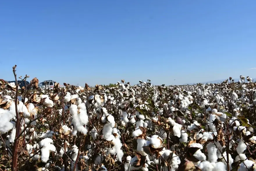 Üretim rakamları dikkat çekti: Hasadı sürüyor 