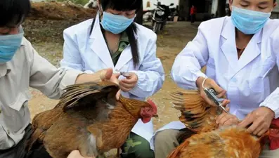 Suudi Arabistan ve Vietnam’da kuş gribi tespit edildi