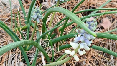 Sadece Antalya'da yetişiyor: Koparmanın cezası yaklaşık 2 milyon lira