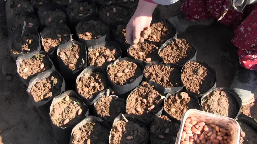 Siirt'te yetişip Avrupa'ya ihraç ediliyor: Yıllık üretimi 1 milyonu geçti, bölgenin kalkınmasını sağlıyor 