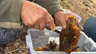 Bulmak için dağ taş geziyor: Kilosunu 5 bin liradan satıyor