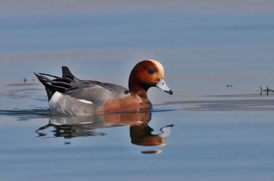 "Kuş Oteli" Hersek Lagünü, göçmen kuşlarla şenlendi: 350'den fazla flamingo geldi 1