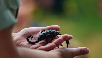 Akrep zehri corona virüse karşı koruyabilir mi? Bilim insanlarından sıra dışı ilaç