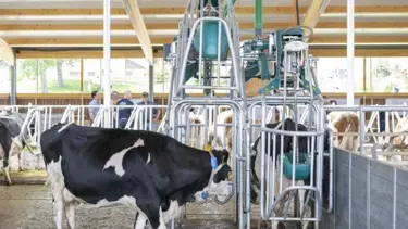 İsviçre'de inekler için özel tuvalet sistemi