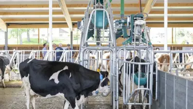 İsviçre'de inekler için özel tuvalet sistemi