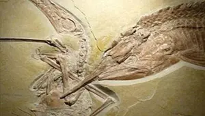 120 milyonluk yıl önce yaşanan kavganın fosili 120 milyonluk yıl önce yaşanan kavganın fosili