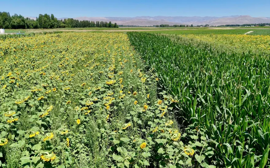 Fide desteğiyle kurdu şimdi göz dolduruyor: Sebze, meyve ve tahıl bir arada 6 Fide desteğiyle kurdu şimdi göz dolduruyor: Sebze, meyve ve tahıl bir arada 6
