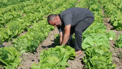 Tarlada 25 manavda 70 lira. Hatay'da hasadı erken başladı