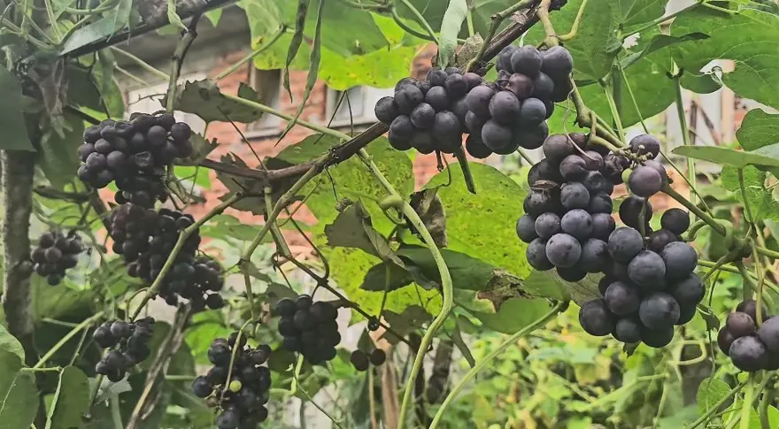 Odun ateşinde saatlerce kaynatılıyor: Başında nöbet tutuyorlar 4