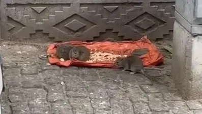 Tekirdağ'da "fareler sokakları bastı