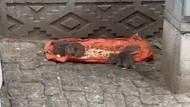 Tekirdağ'da "fareler sokakları bastı