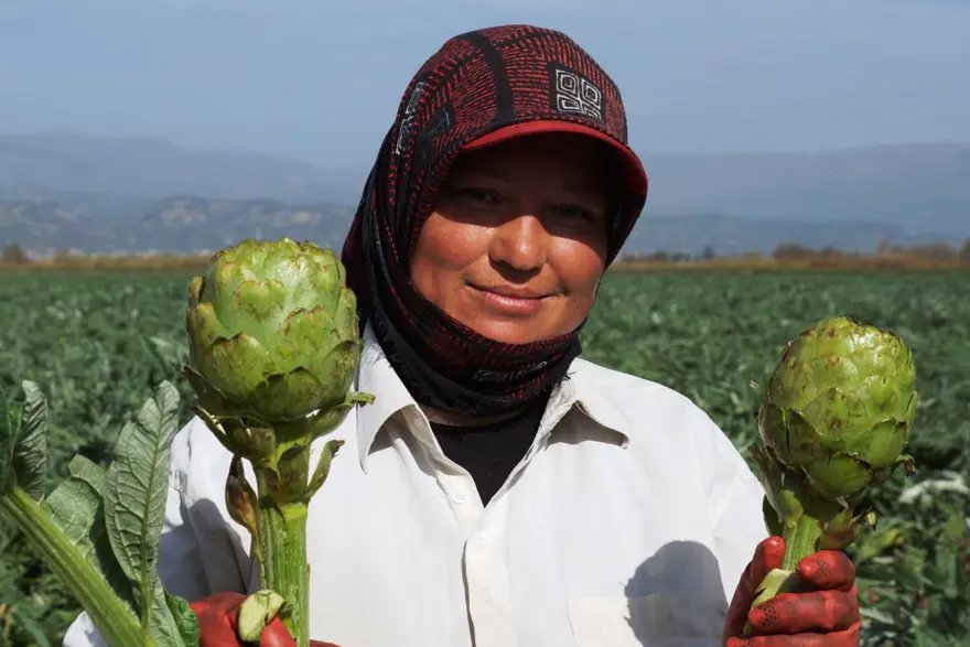 Enginarda soğuğa karşı seferberlik ilan edildi 10 Enginarda soğuğa karşı seferberlik ilan edildi 10