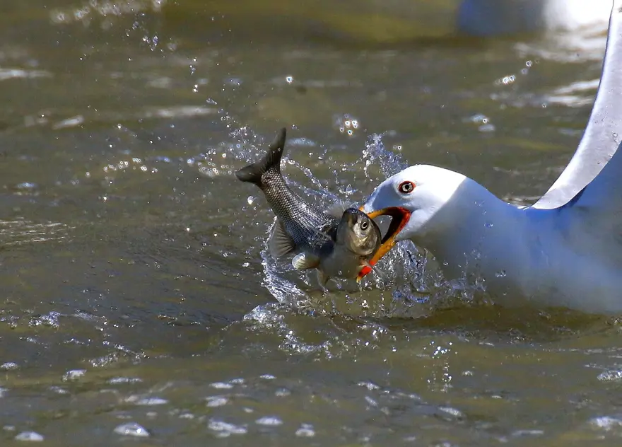 Balık fotoğrafı yarışmasında kazananlar belli oldu 16