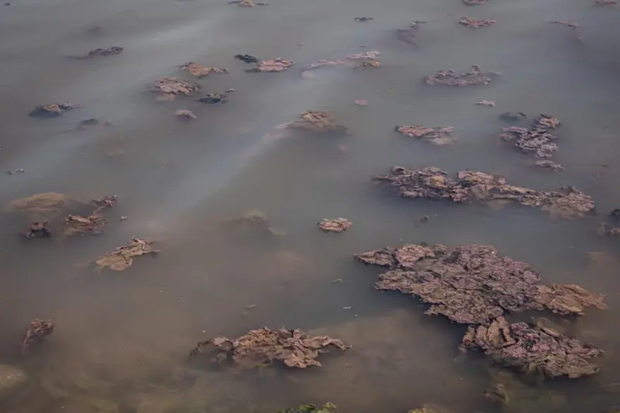 İzmir’de plankton patlaması: İki ilçede denizin rengideğişti 5