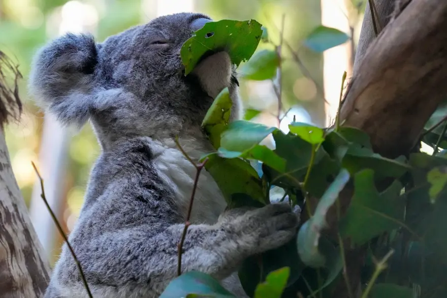 Cinsel yolla bulaşan hastalık onları öldürüyor: Koalalar için aşılama kampanyası 13