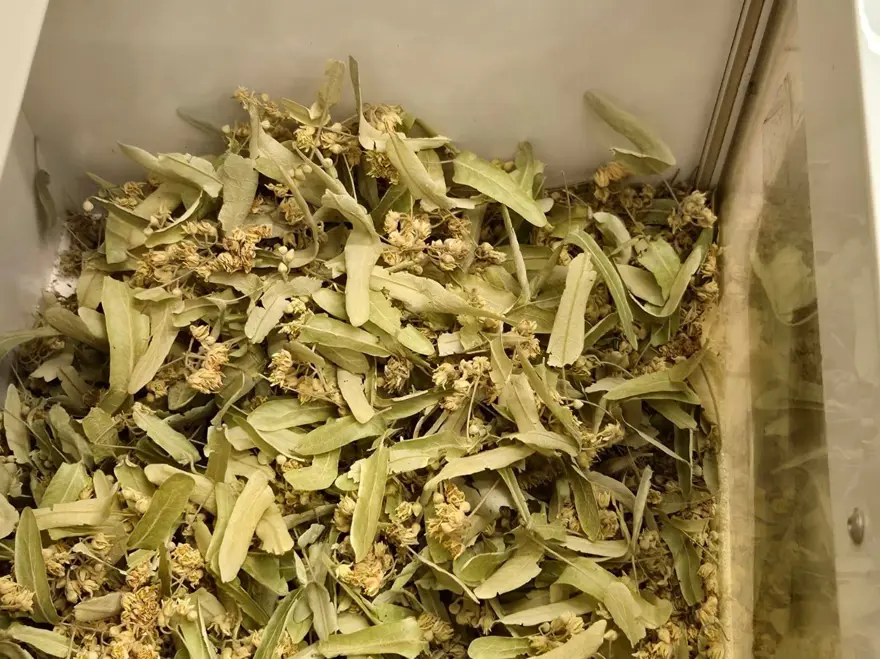 Kışın favorisi doğal ilaç: Sütle kaynatıp içince öksürüğe iyi geliyormuş 2