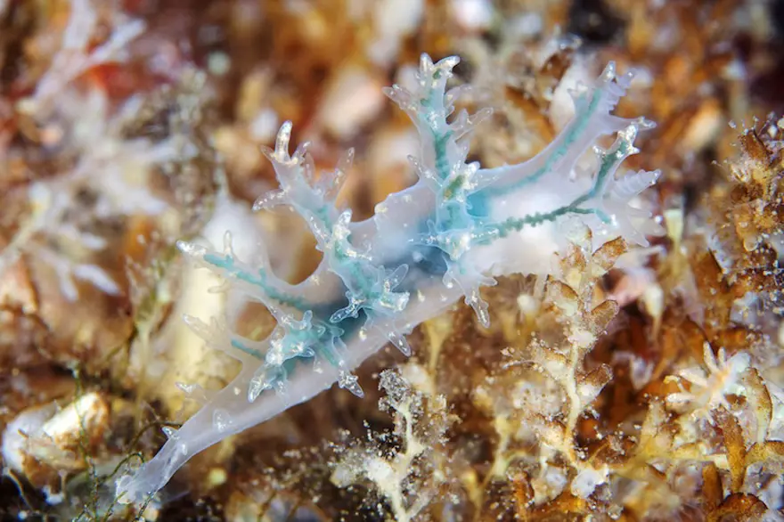 Beyaz Deniz'in harikaları 68