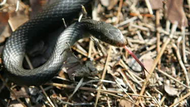 Türkiye'deki tek tür! Zehirli kobra Umman'da ortaya çıktı