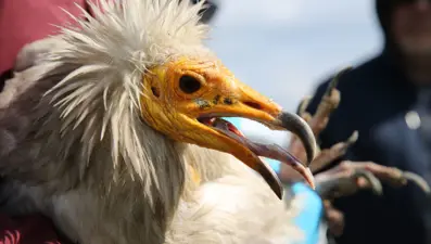 Midas 3 yılda 11 ülke gezdi!