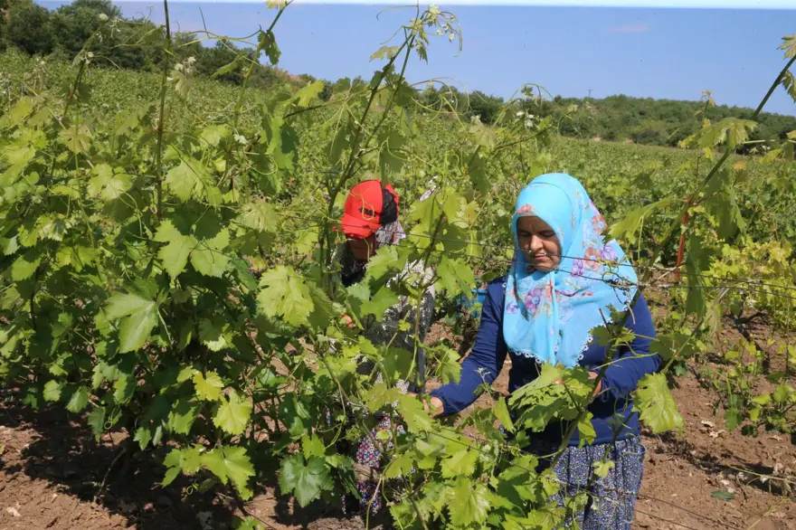 Hasat sürüyor: Kilosu 140 ila 170 lira arasında değişiyor 