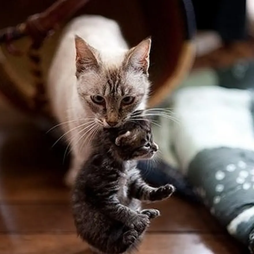 Poz verme sanatı 19